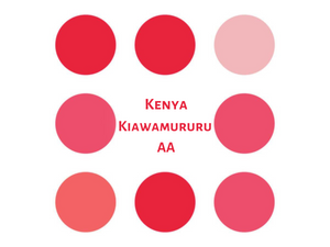 Kaito | Kenya - Kiawamururu AA