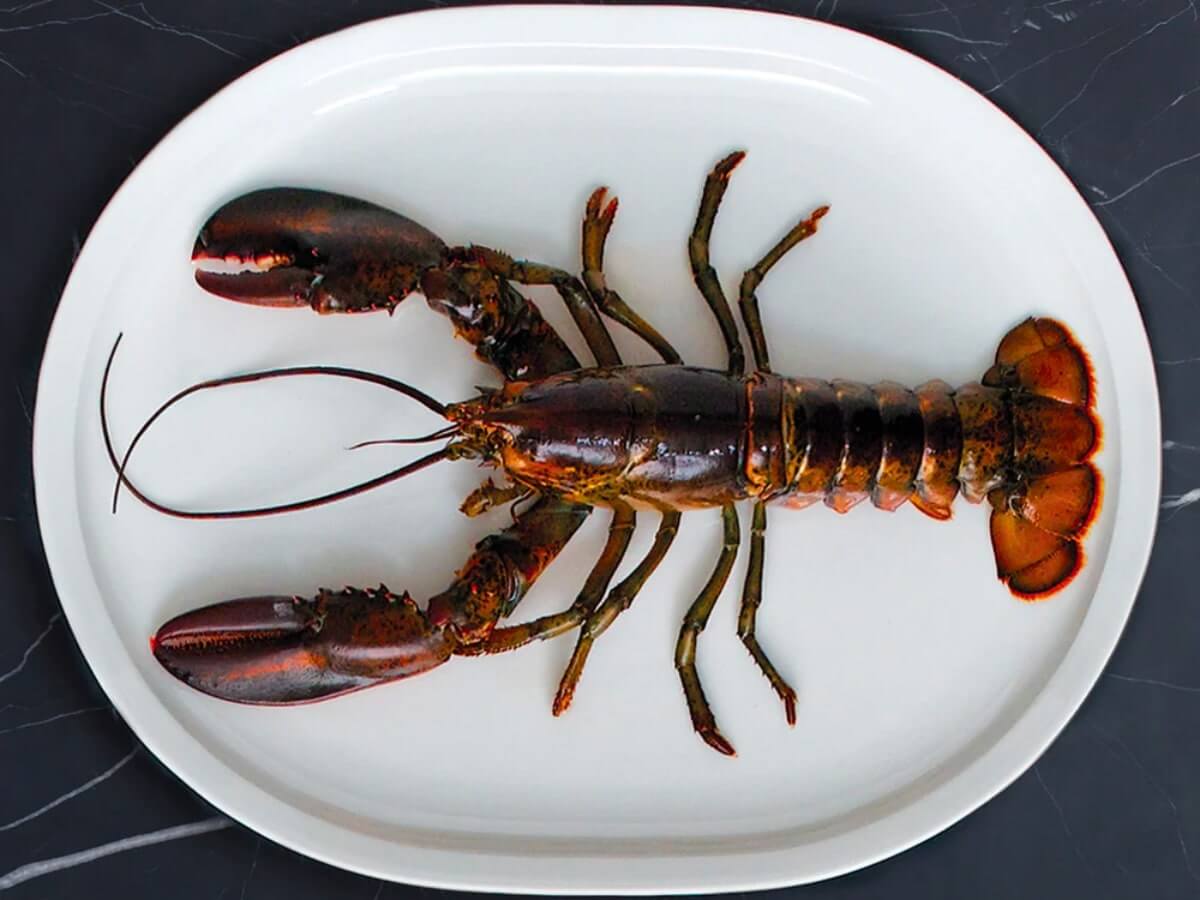 Loveramics | Er-Go! System 43cm Turkey Platter